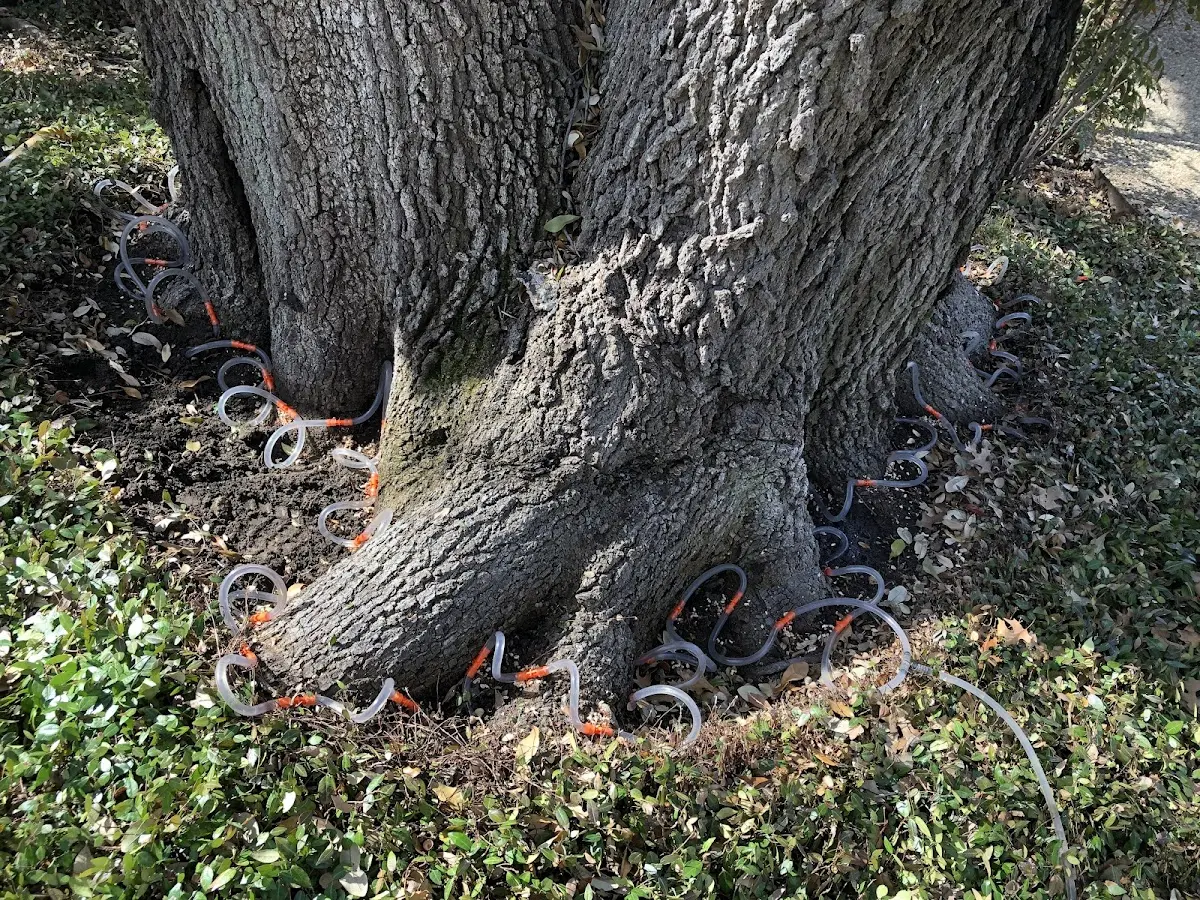 Detailed Tree Cabling and Bracing job site in Wyncote