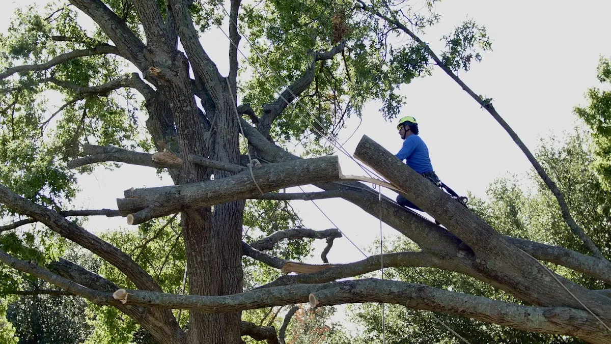 Professional Crown Thinning performed by certified arborists in Wyncote