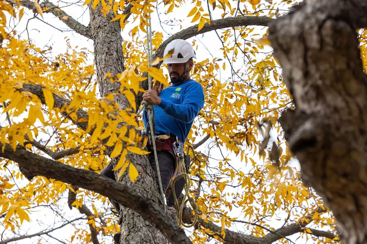 Skilled Tree Trimming crew working in Wyncote